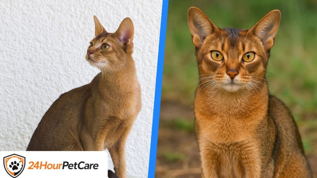Abyssinian