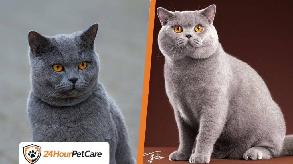 British Shorthair