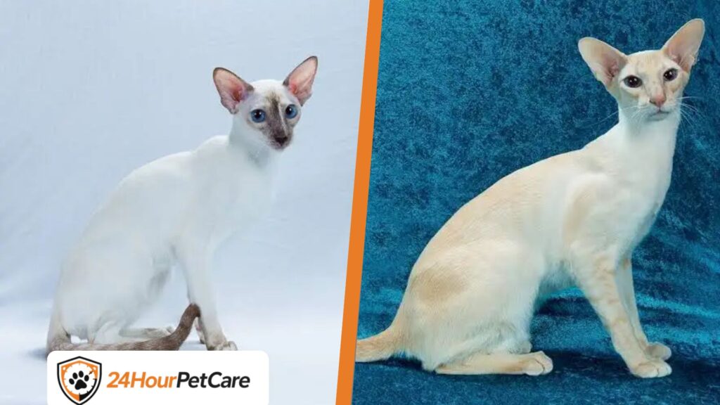 Colorpoint Shorthair