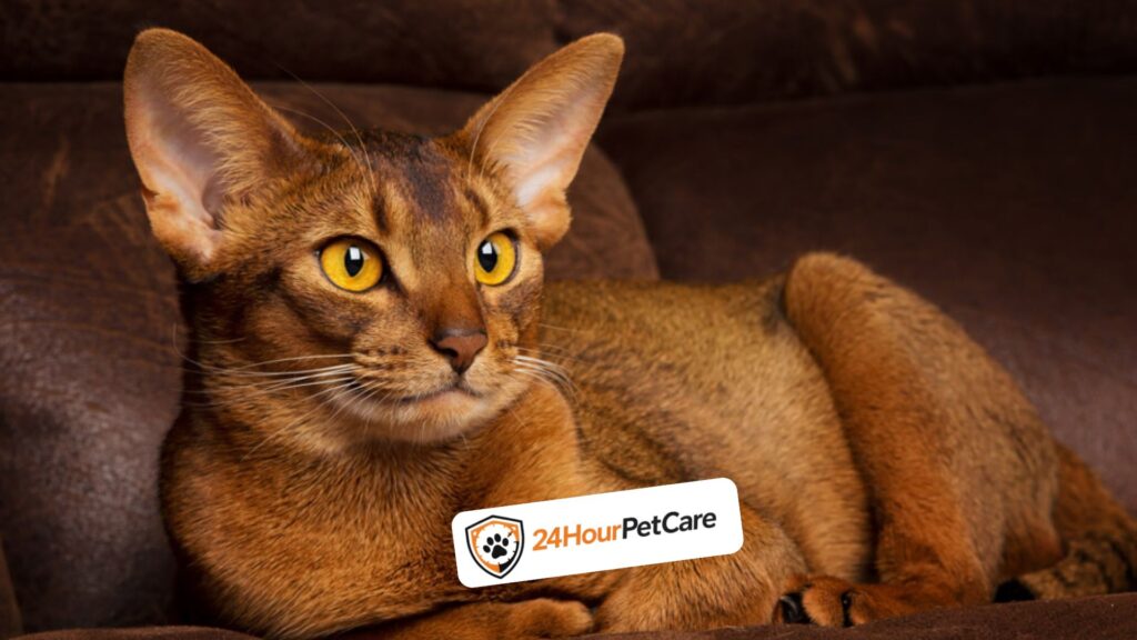 Abyssinian