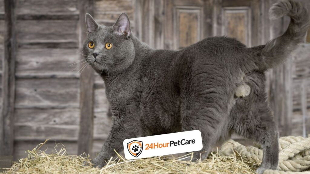 Chartreux