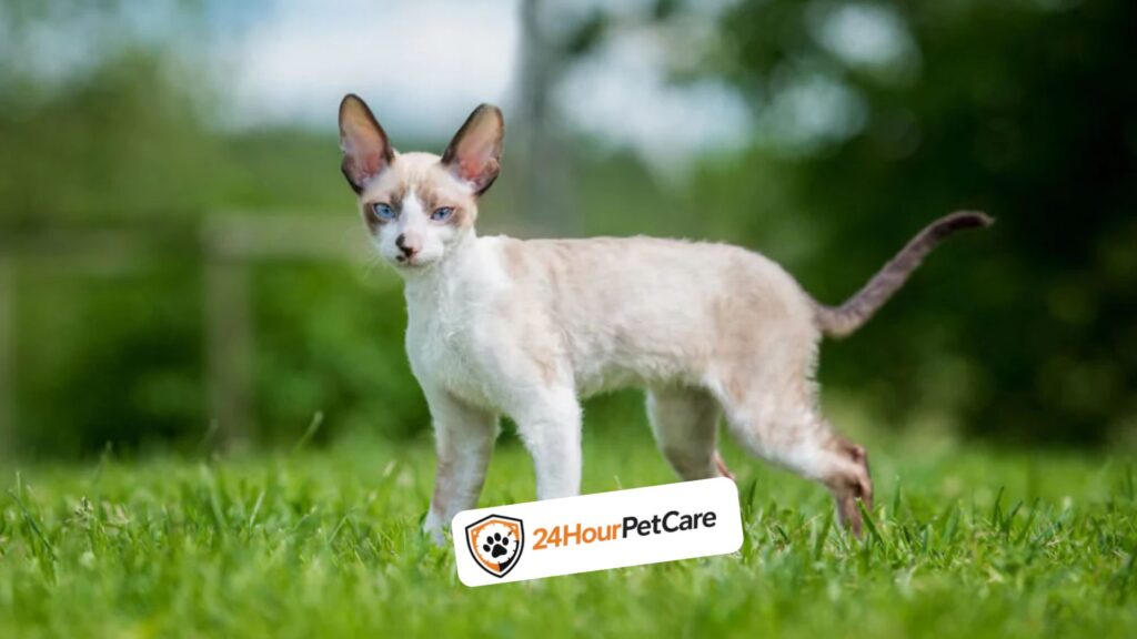 Cornish Rex