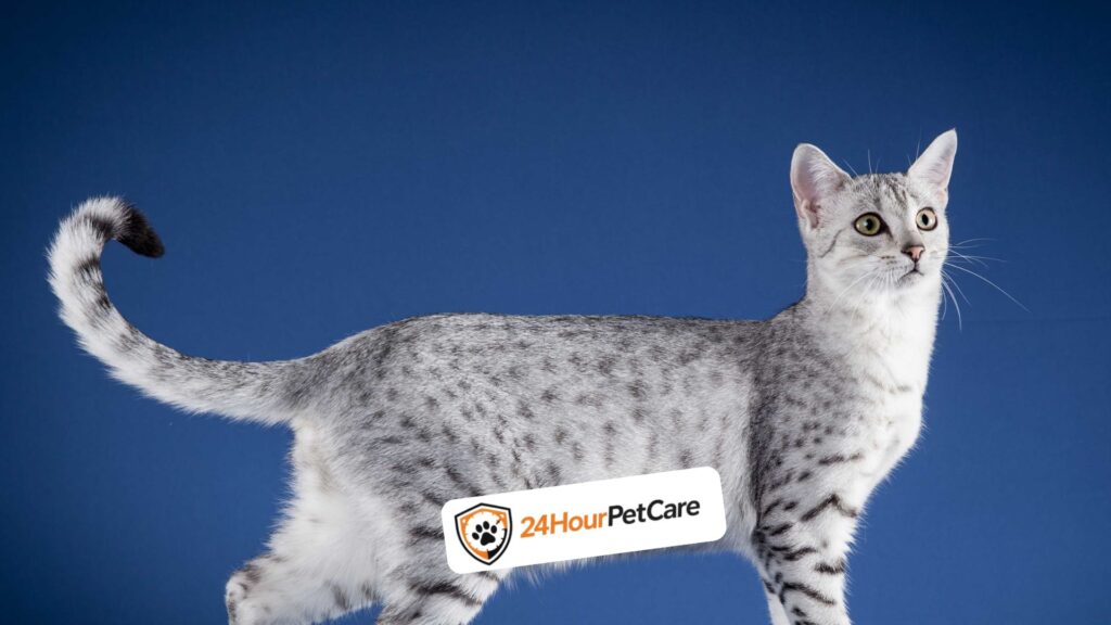 Egyptian Mau