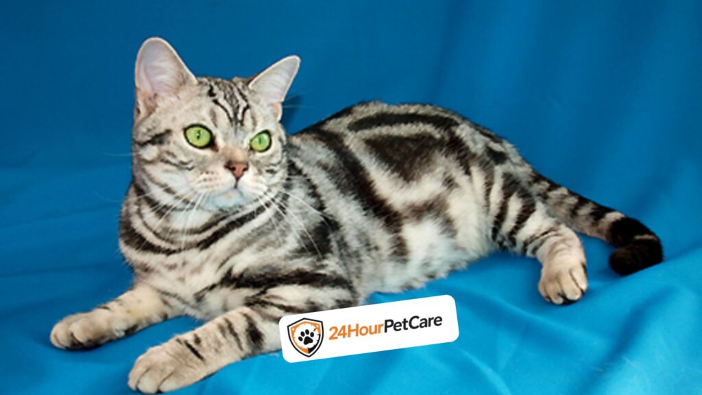 American Shorthair