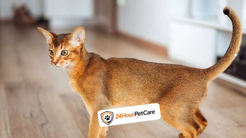 Abyssinian