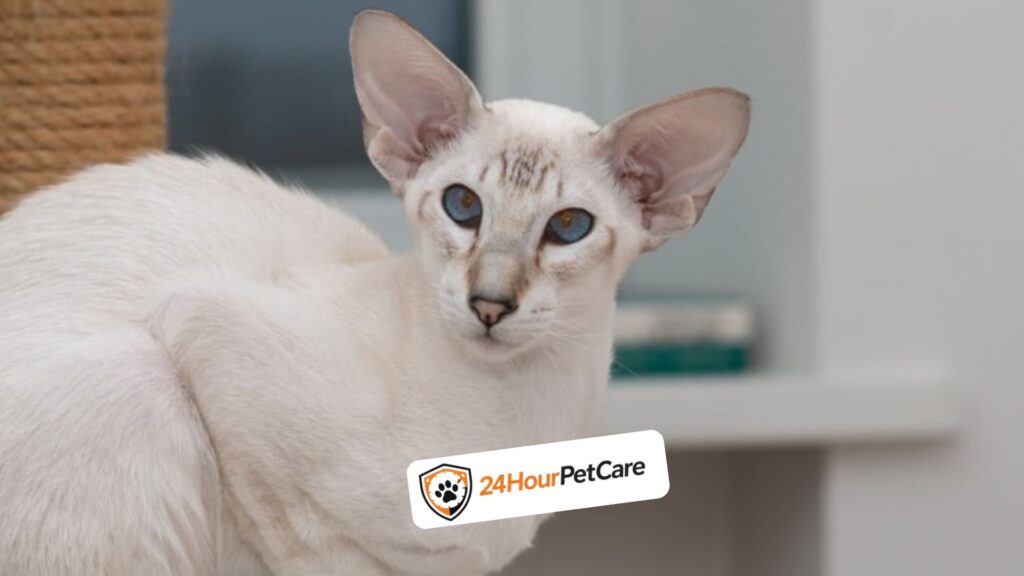 Colorpoint Shorthair