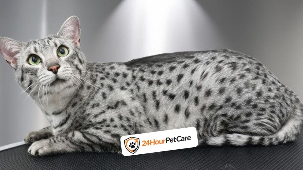 Egyptian Mau