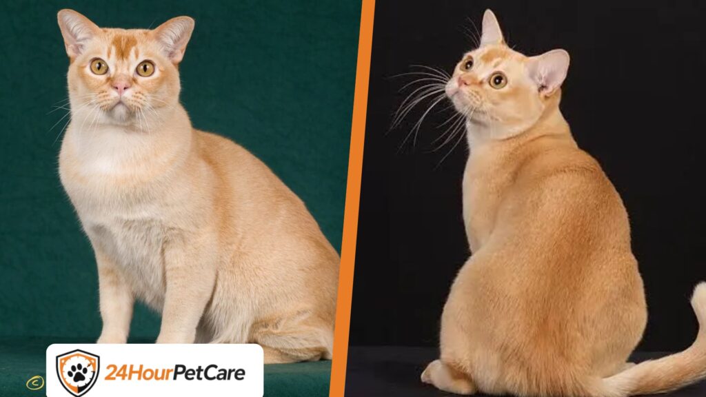 European Burmese
