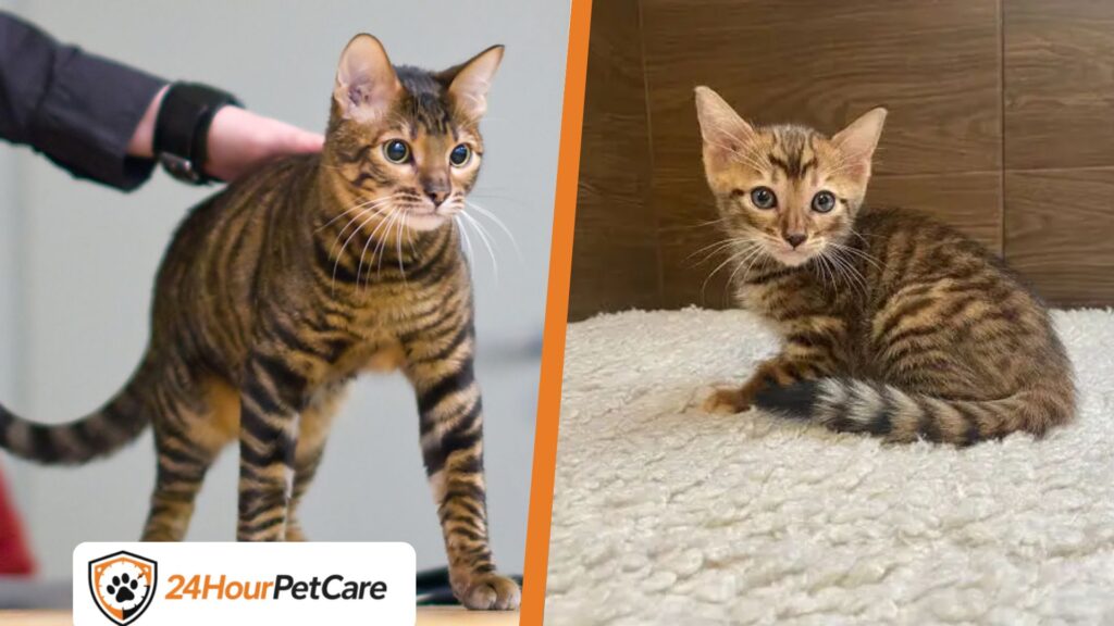 Toyger