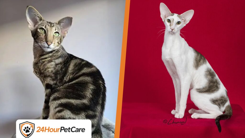 Asian Shorthair