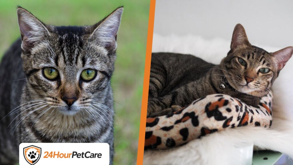 Asian Tabby Cat: Personality, Care Guide & Why This Beautiful Breed Is So Popular Asian Tabby