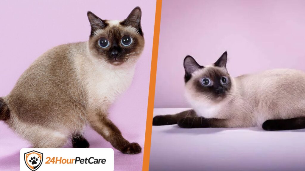 Toybob Cat: Tiny Size, Big Personality – Everything You Need to Know Before Adopting Toybob