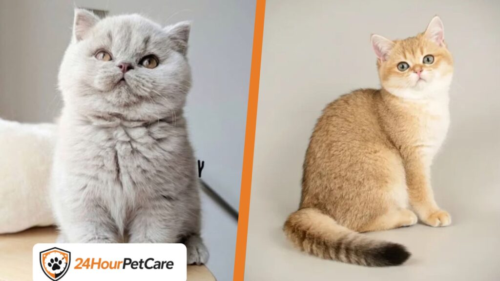 Scottish Straight Cat: Cute Looks, Smart Nature & Care Guide 2026! Scottish Straight