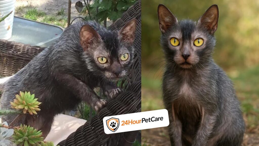 Lykoi