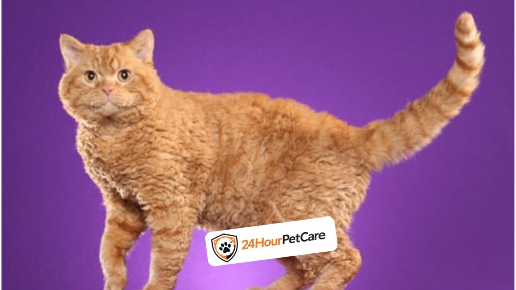 Selkirk Rex Longhair