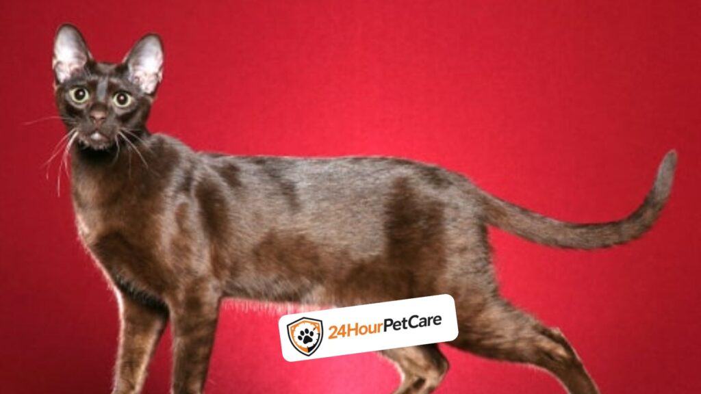 Havana brown cat