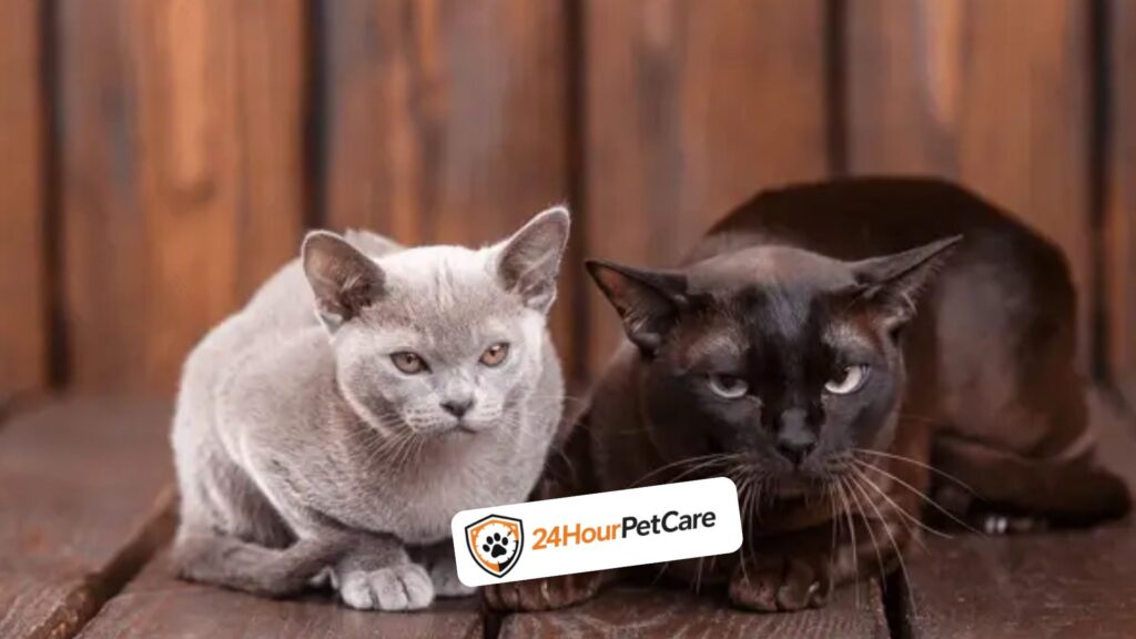 European Burmese