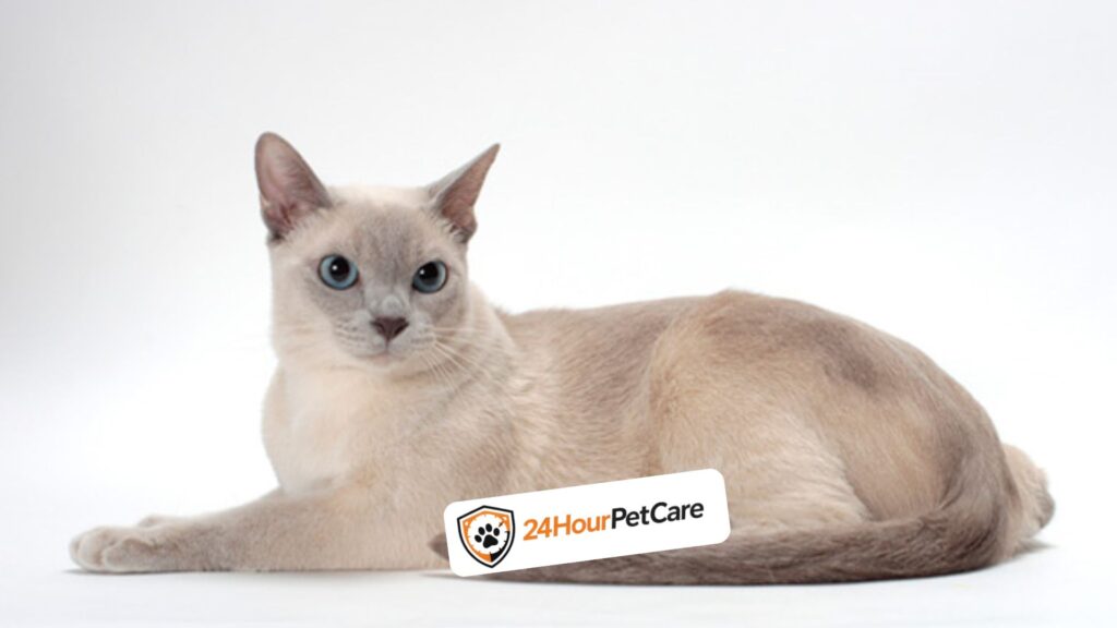 Tonkinese