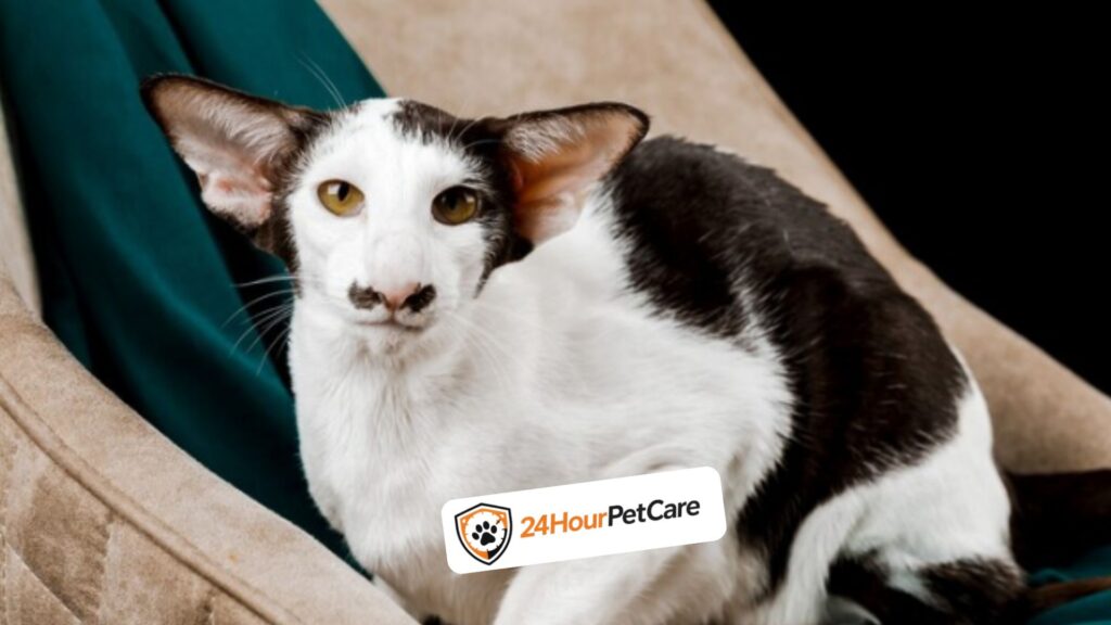 Asian Shorthair