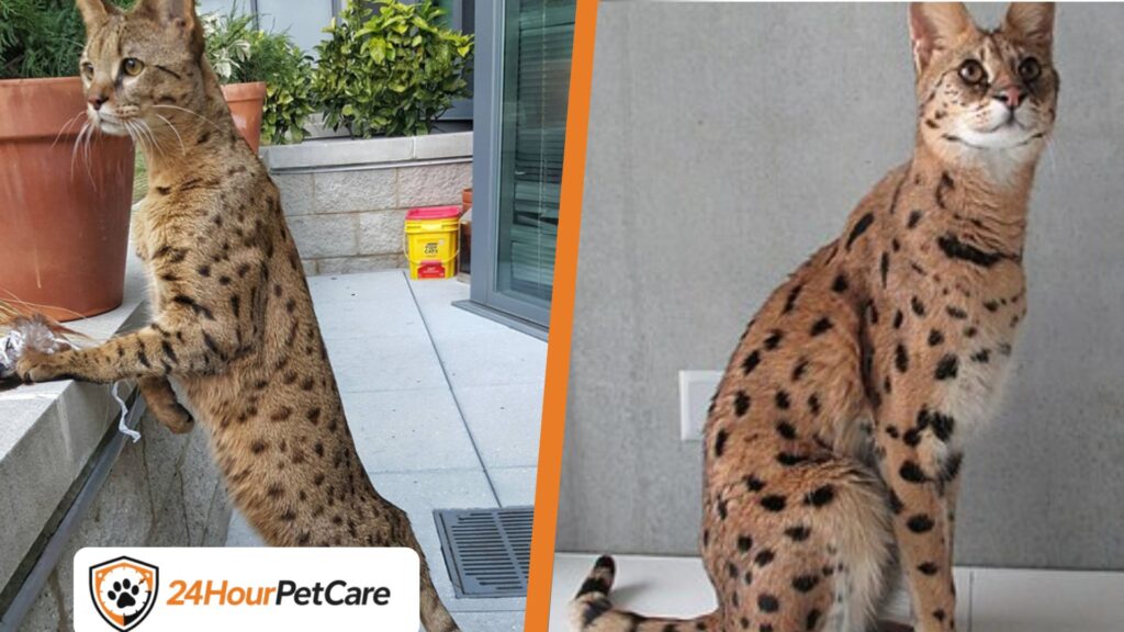 Savannah cat