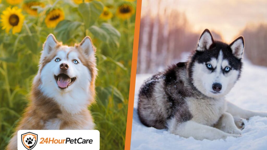 Siberian Husky