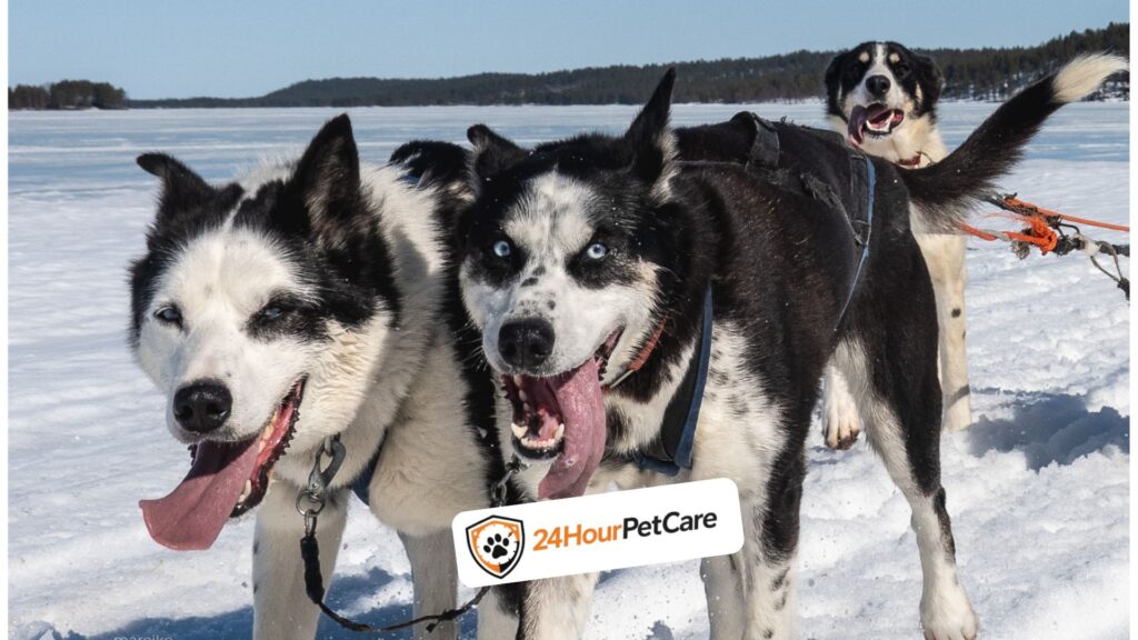 Siberian Husky