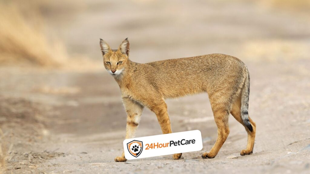 Chausie 