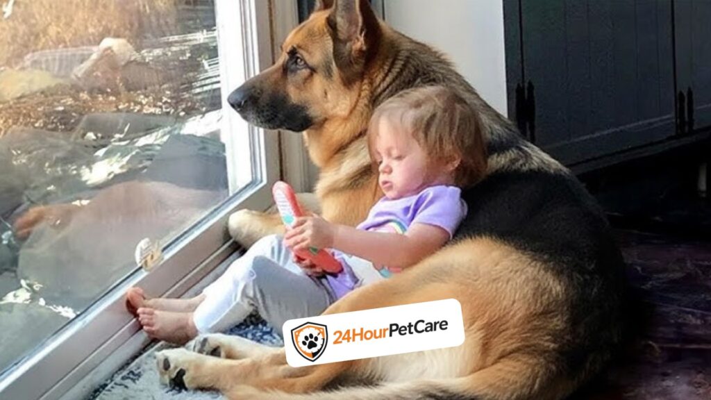 German Shepherd