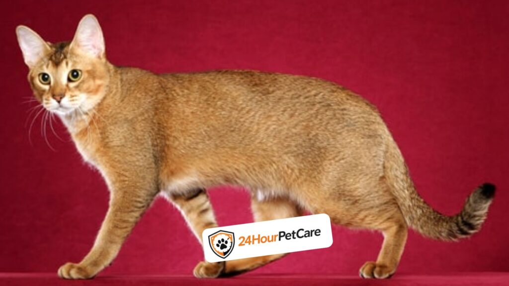 Chausie 