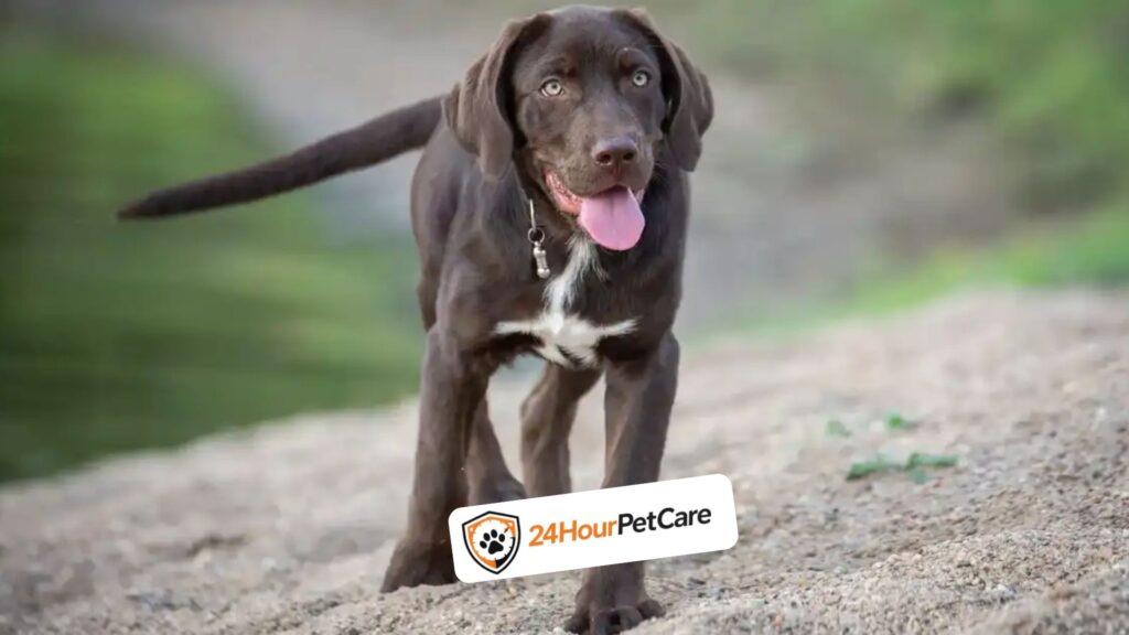 Labrador Retriever