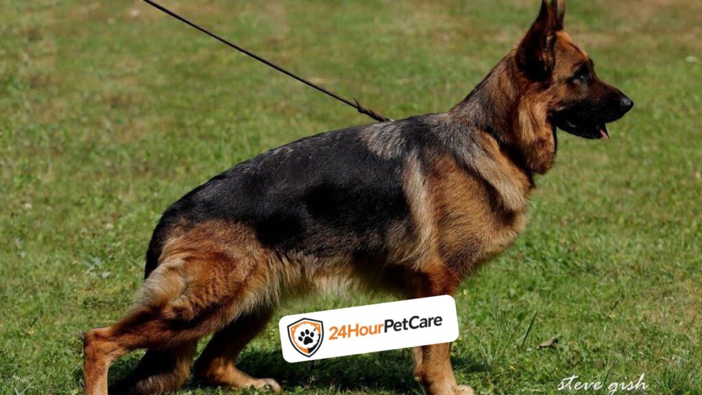 German Shepherd