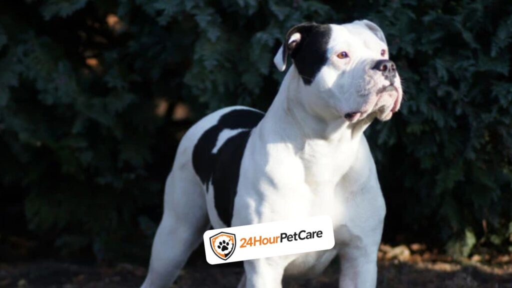 Bulldog