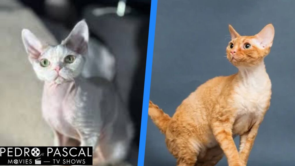 California Rex cat
