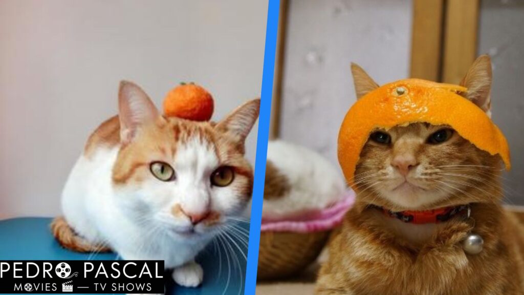 Mandarin cat