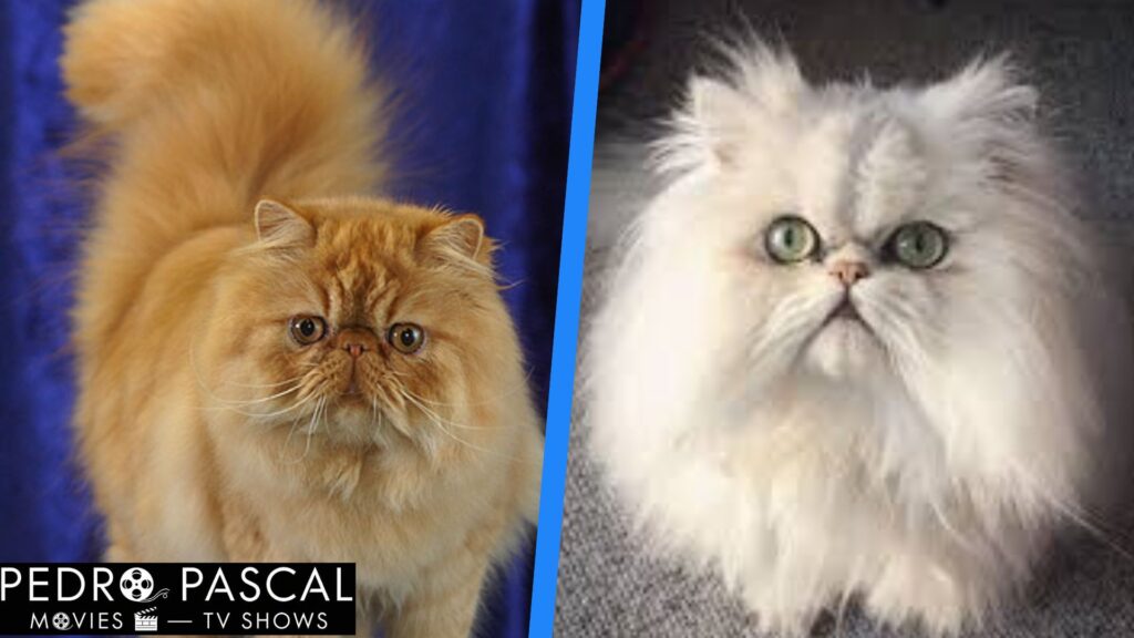 Peke-Faced Persian cat