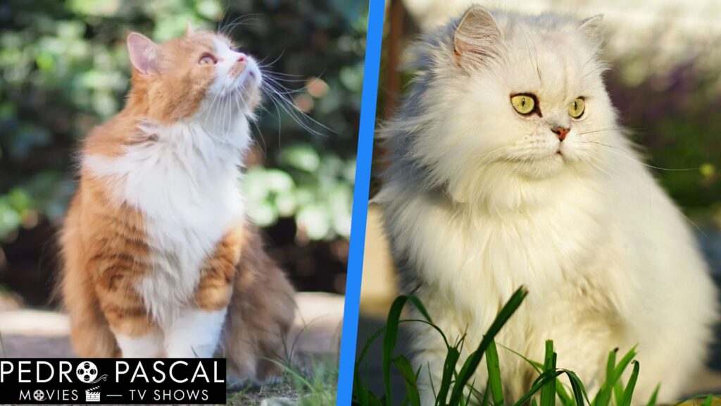 Traditional Persian Cat