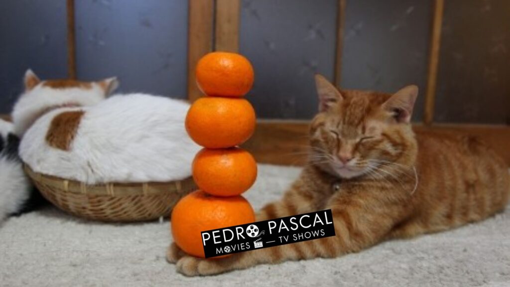 Mandarin cat