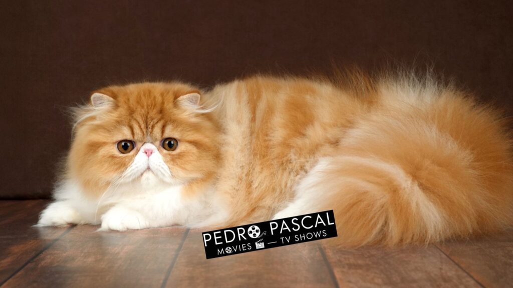 Peke-Faced Persian cat