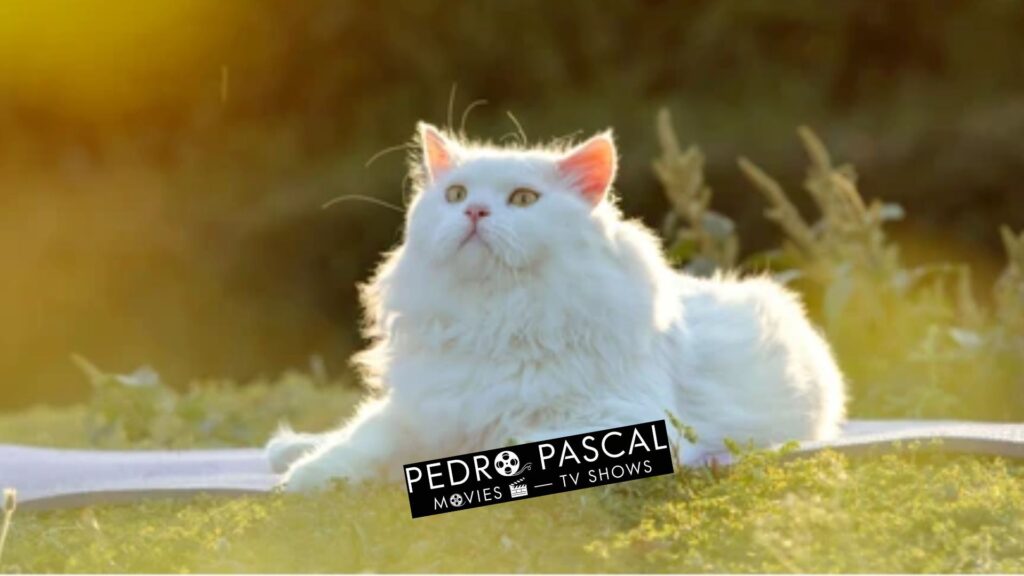 Traditional Persian Cat