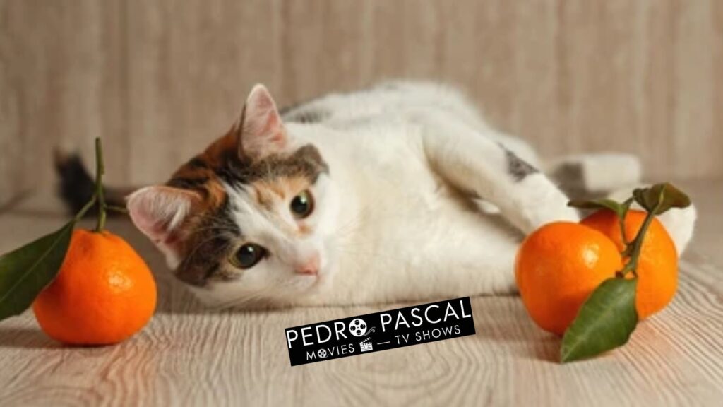 Mandarin cat