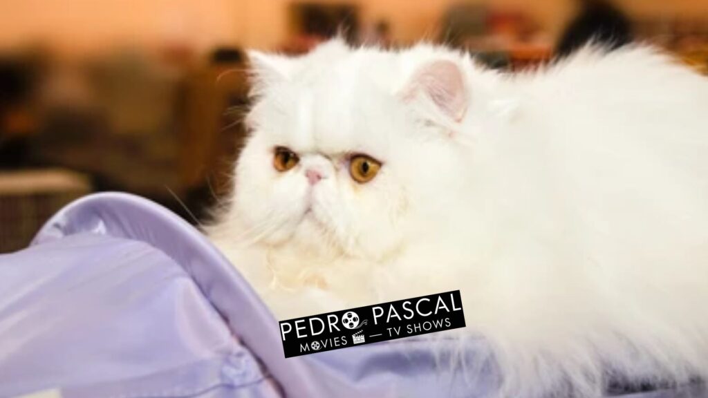 Peke-Faced Persian cat