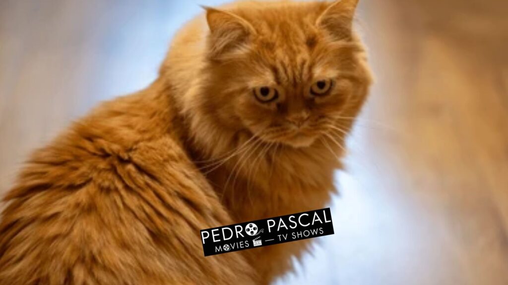 Traditional Persian Cat