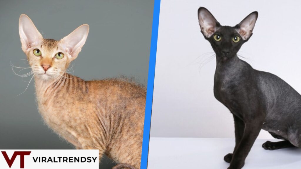 Peterbald Cat