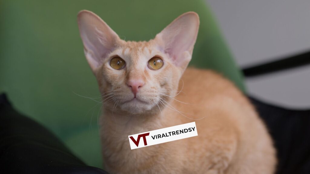 Peterbald Cat