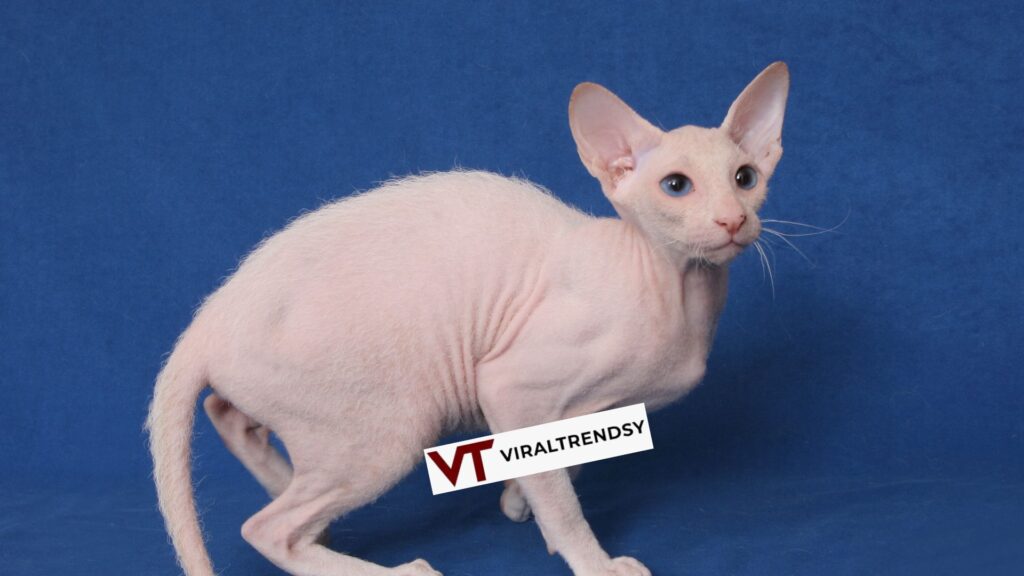 Peterbald Cat